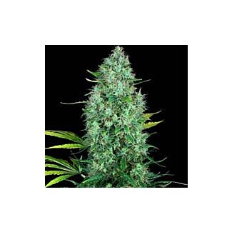 Serious 6 feminized seeds Serious Seeds