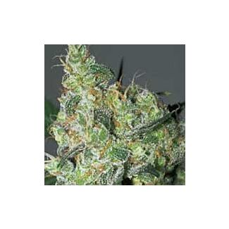 White Russian feminized Serious Seeds