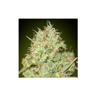 Shark Widow feminized