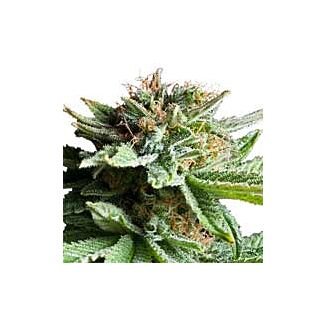 Shining Silver Haze feminizadas Royal Queen Seeds