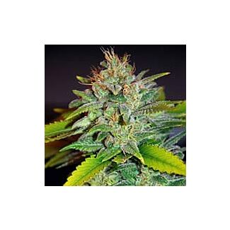 Semillas Skunk 47 feminizadas World of Seeds