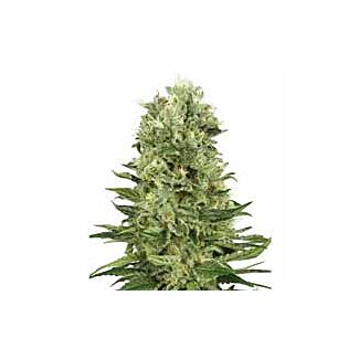 Graines Skunk Automatic White Label autofloraison