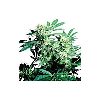 Skunk Kush Sensi Seeds