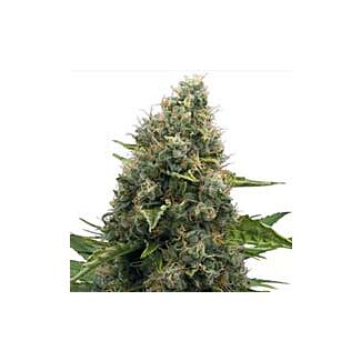 Skunk#1 feminized Royal Queen Seeds