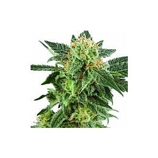 Snow Ryder White Label autoflowering