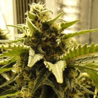 Snow White feminized Nirvana Seeds