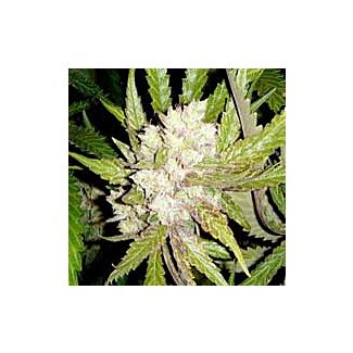 Sogouda semillas marihuana Soma Seeds