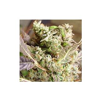 Somango feminized seeds Soma Seeds