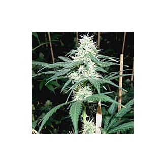 Somaui semillas marihuana Soma Seeds