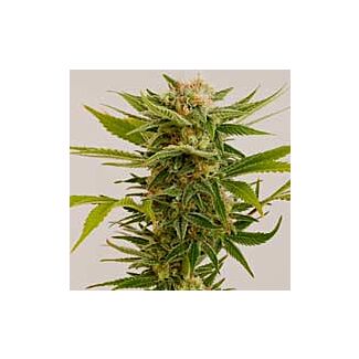 Graines Sour Diesel #2 Humboldt Seeds feminisées