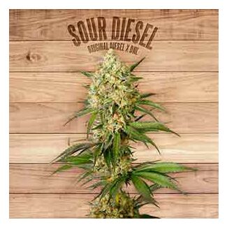 SourDiesel