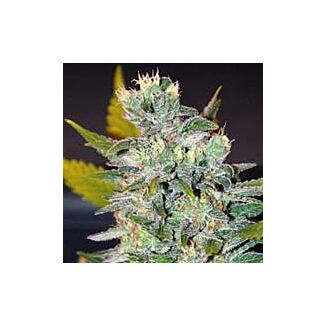 Space feminized seeds World of Seeds