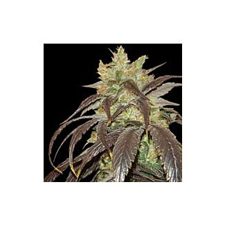 Spoetnik#1 feminized Paradise Seeds