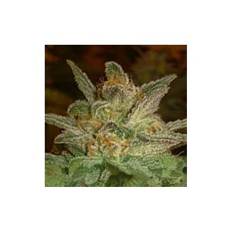 Star 47 feminized seeds World of Seeds