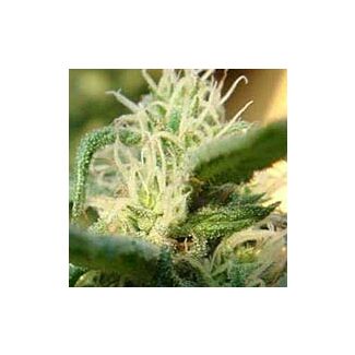 Sterling Haze feminized Nirvana Seeds