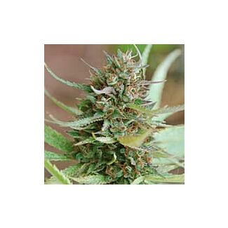 Graines Strawberry Blue feminisées World of Seeds