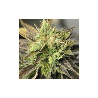 Graines Strawberry D-Lite Sagarmatha Seeds feminisées