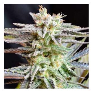 Sugar Black Rose feminized Delicious Seeds