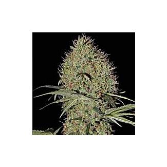 Super Bud Auto 