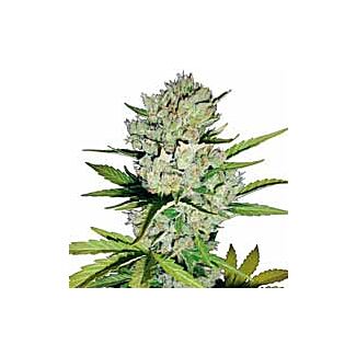 Graines Super Skunk Automatic White Label autofloraison