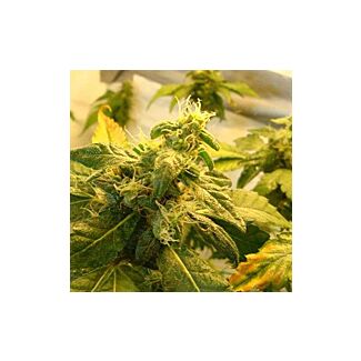 Super Skunk feminized Nirvana Seeds