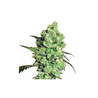 Super Skunk seeds White Label feminized