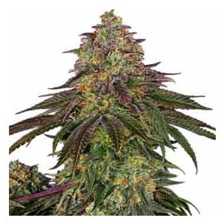 Sweet Cherry Kush Sensi Seeds