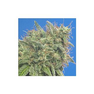 Swiss Cheese feminized Nirvana Seeds