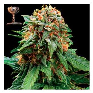 Tangerine Dream feminized