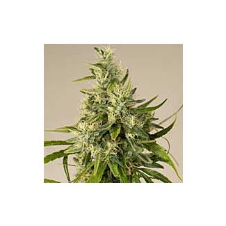 Graines Trainwreck Humboldt Seeds feminisées