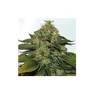 UltraSour feminized seeds TH Seeds