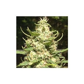 Urban Poison feminized Nirvana Seeds