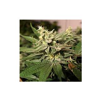 MKage feminized seeds TH Seeds