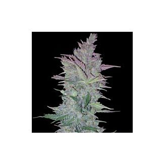 Semillas Vertigo Paradise Seeds autoflorecientes