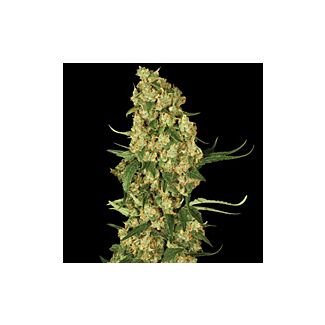 Wappa feminized Paradise Seeds