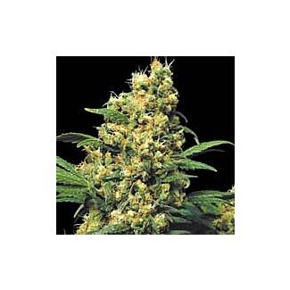 Warlock feminized Serious Seeds