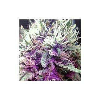 White Castle feminized Nirvana Seeds