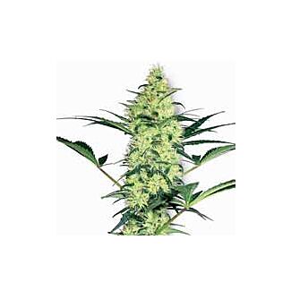 White Diesel seeds White Label feminized