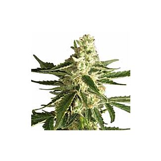  White Diesel Haze Automatic