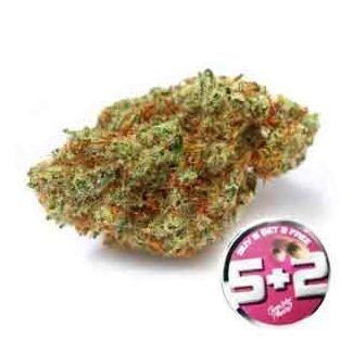 White Fire growers choice