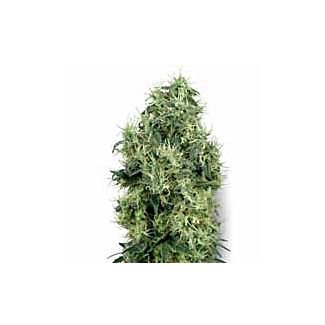 White Gold seeds White Label feminized