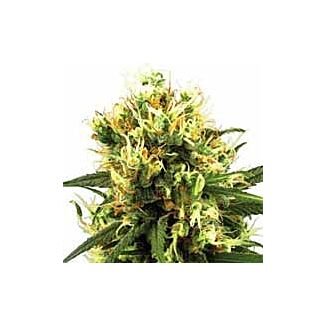 White Haze Automatic White Label autoflowering