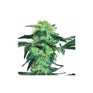  White Ice Feminized