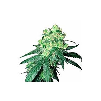 White Label Rhino regular seeds White Label