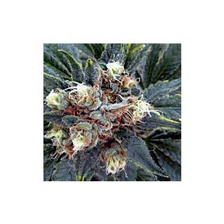 White Rhino feminized Nirvana Seeds