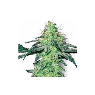 White Skunk White feminized