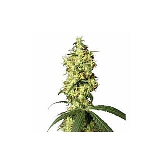 Graines White Widow Automatic White Label autofloraison