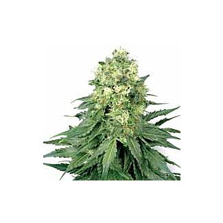 White Widow seeds White Label feminized