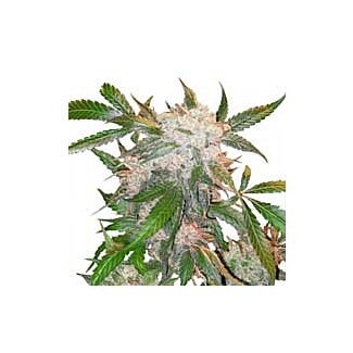 White Widow feminized Dutch Passion