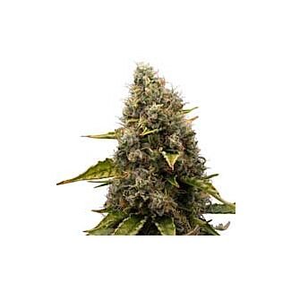 White Widow feminized Royal Queen Seeds